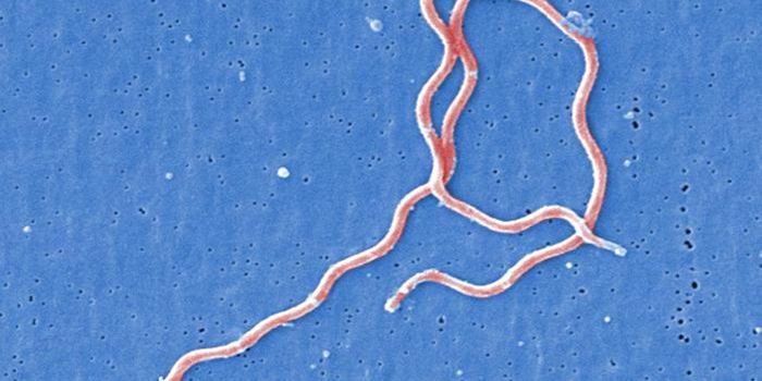 Finding the Route Lyme Pathogens Take Through the Body