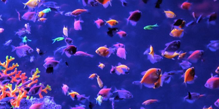 Genetically Modified, Fluorescent Fish Escape Farms & Multiply in the Wild