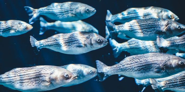 Schools of Fish Inspire 'Microswimmers' that Could Revolutionize Drug Delivery