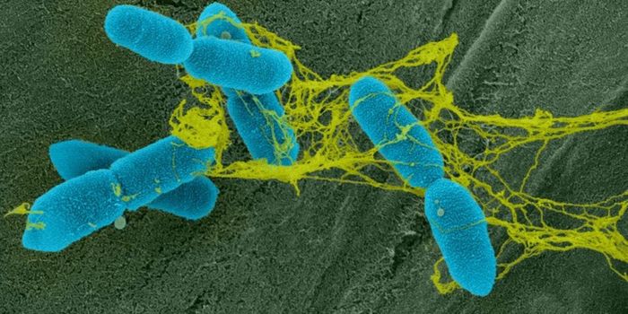 Plant pathogen uses enzymes to escape sticky traps