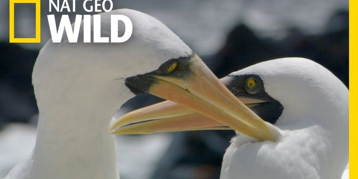 Don't kill me, brother!