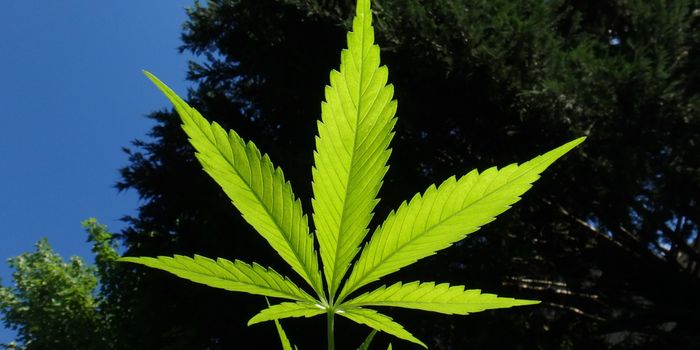 Case Report Examines Unintentional Delta 8 Ingestion by Pediatric Patients