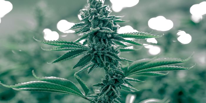 Lab Tests Show Levels of THC Can Rise in CBD Oil During Storage