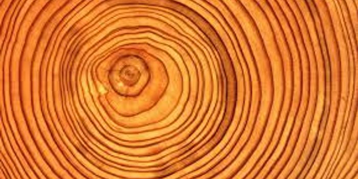 Tree Rings Predicting Volcanic Eruptions?