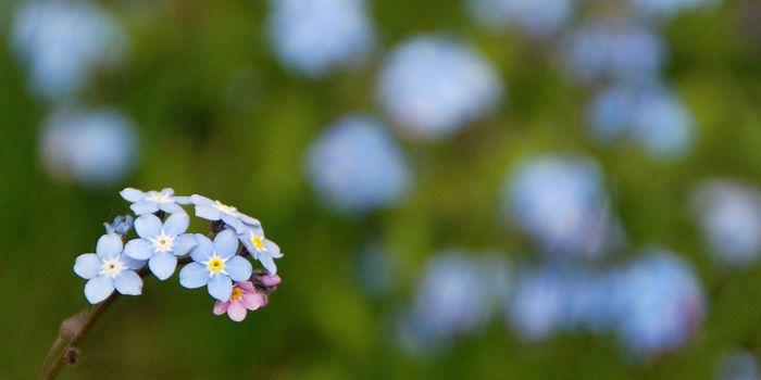 MS Drug Boosts Working Memory in Healthy Individuals