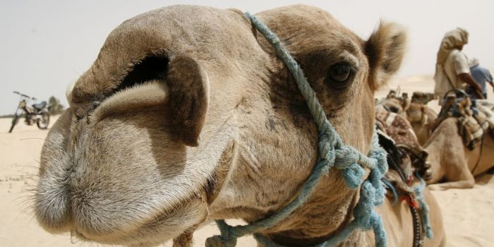 Common Cold Strain Likely Originated in Camels