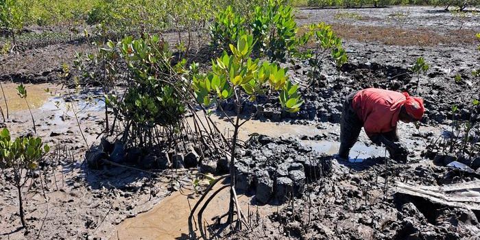 Discovery of Carbon Stock in 20-Year-Old Mangrove Plantations