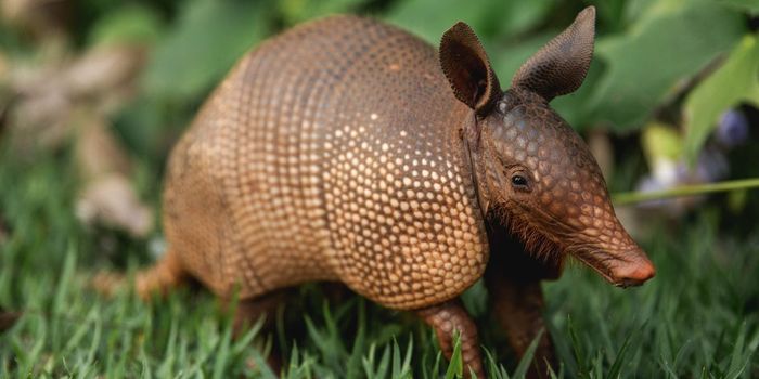 Leprosy-causing Bacteria Generate Healthy Livers in Armadillos