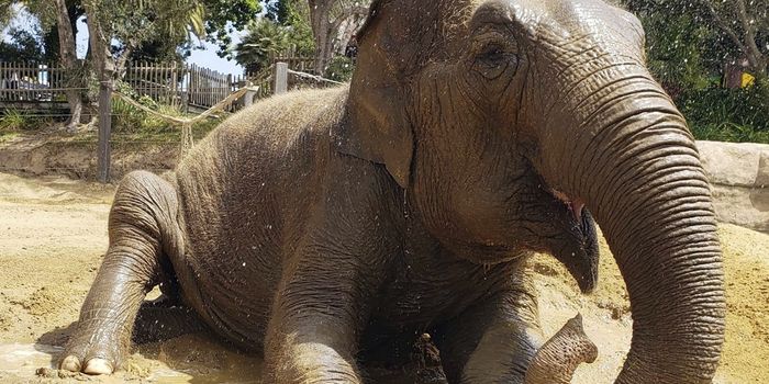 Santa Barbara Zoo Euthanizes Elephant Over Health Concerns
