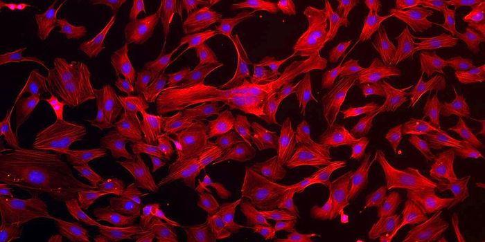 Building Better Blood Vessels with Starved Stem Cells