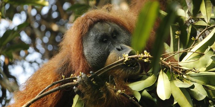 Newly-Discovered Orangutan Species is Now Earth's Rarest Great Ape
