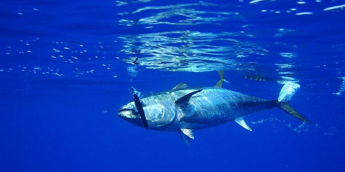 Biological Hydraulic Systems Help Bluefin Tuna Control Their Fins