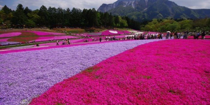 Beauty Blooms in Japan