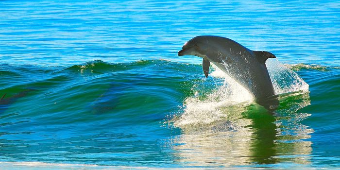 Aquariums Leave JAZA Over Controversial Taiji Dolphin Slaughter