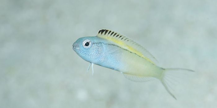 Seemingly Harmless Fish Has Opioid-Infused Venom