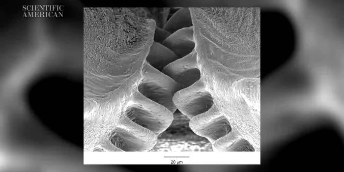 Working Gears Evolved in Plant-Hopping Insect