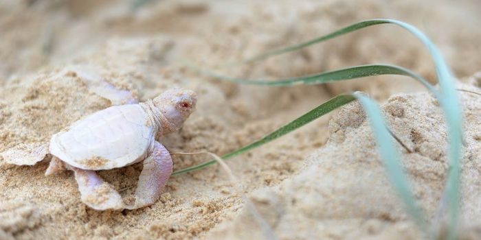 Rare Green Turtle With Albinism Discovered in Australia
