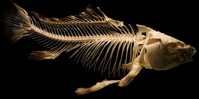 We Have More in Common With Our Fish Ancestors Than We Knew