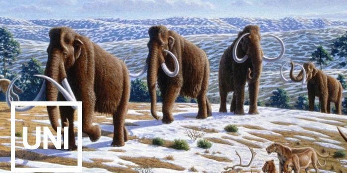 Risk-taking Male Woolly Mammoths Got Preserved