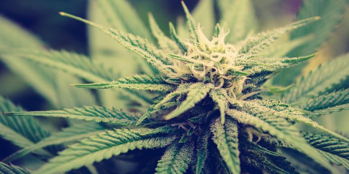 Home Genetic Tests That Can Tailor the Best Cannabis Strains for You