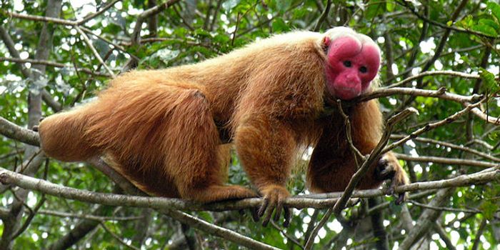 In honor of Halloween, here are the six weirdest monkeys in the world