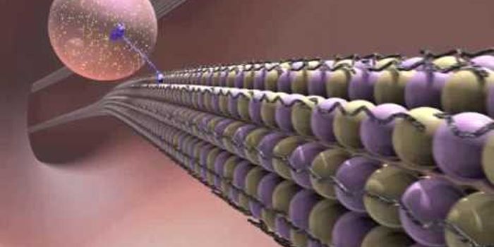 Inside the Brain: Unraveling the Mystery of Alzheimer's Disease