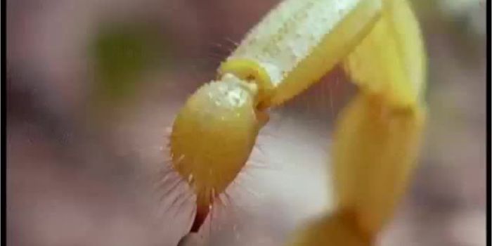 Scorpions Tailor Their Venom to Suit Their Need