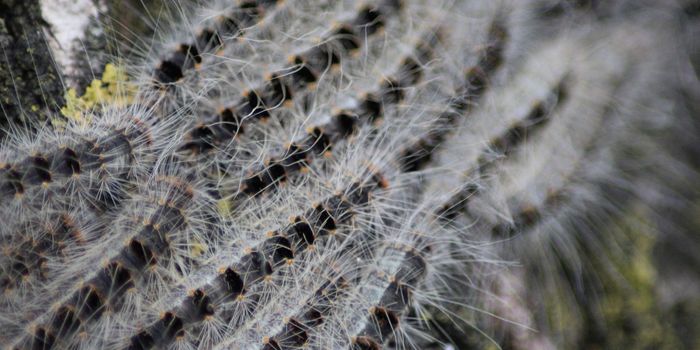 Toxic Caterpillar Threatens Public Health in London