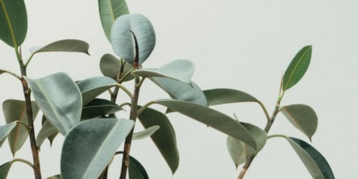 3D Printing Cellulose