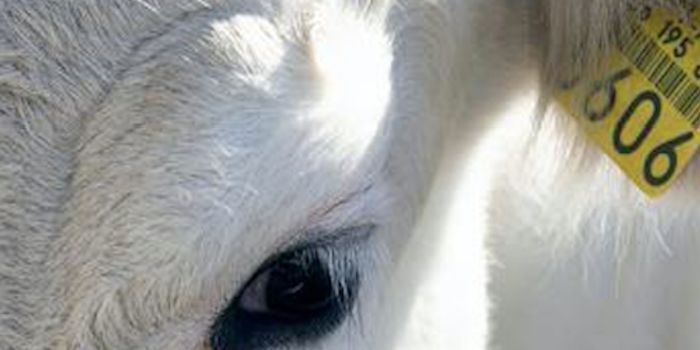 As Microbes Jump From Animals to Humans, Their Genes Change