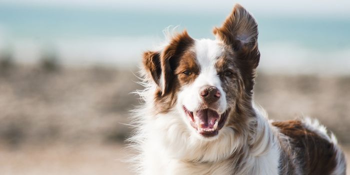 Can Robots Replace Therapy Dogs?