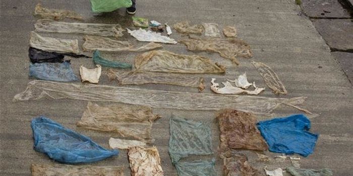 This Beached Whale Had A Stomach Full of Plastic Bags