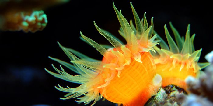 3D Printed Coral Successfully Grows Algae