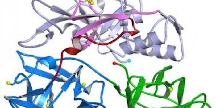 Team Determines Structure of Toxin in Respiratory Infections