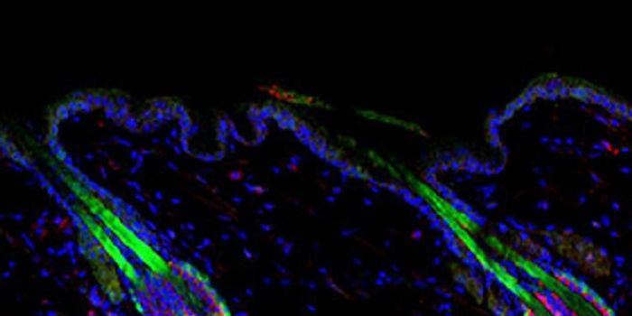 Molecule  Sways Stem Cell Plasticity by Boosting Gene Expression