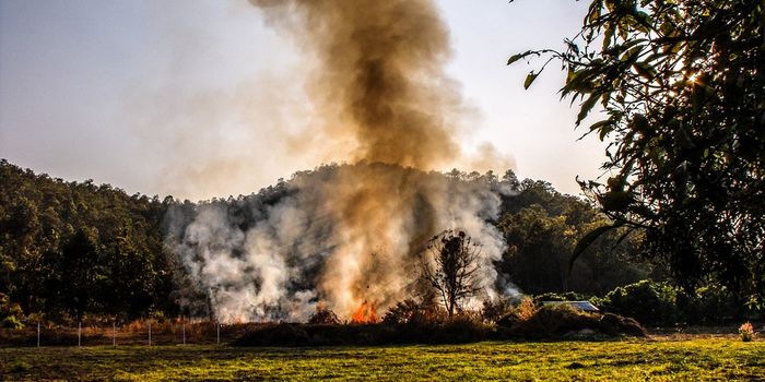 Invasive grasses act as fire starters