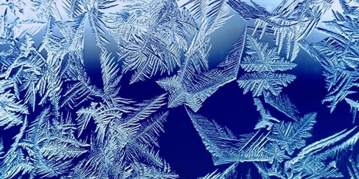 Better Know a Microbe: Pseudomonas syringae