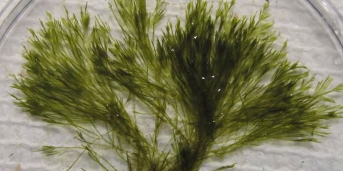 A Sea Slug and Algae Rely on a Bacterial Weapons Factory