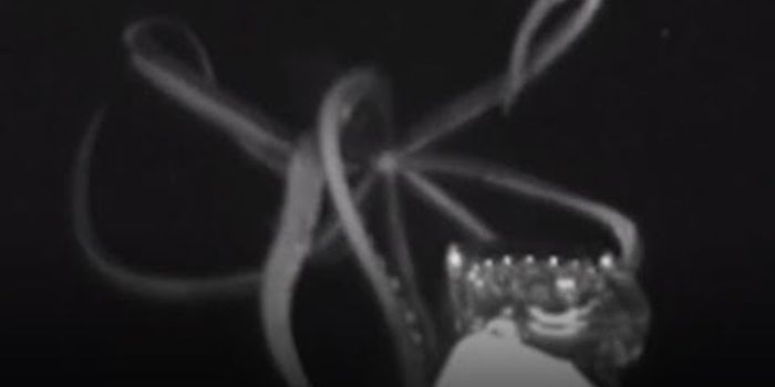 Sequence the Kraken! The Genome of the Giant Squid is Revealed