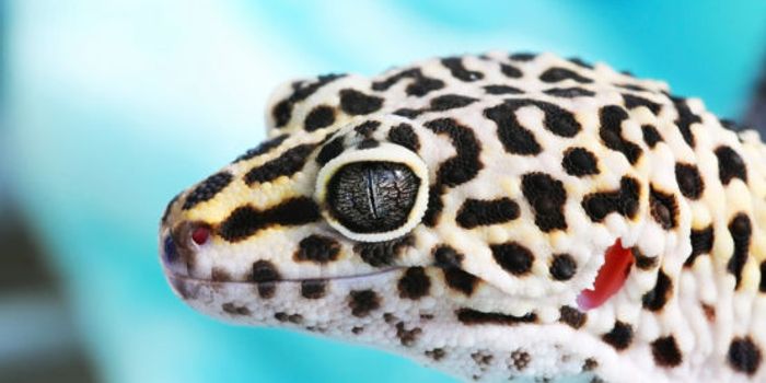 Tiny Light Detectors Inspired by Directional Hearing in Geckos