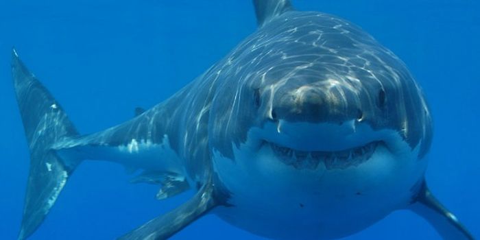 The Older Men of the Sea