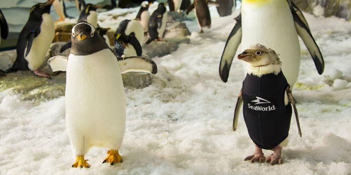 Seaworld Gives a Penguin With Feather Loss a Wetsuit to Stay Warm