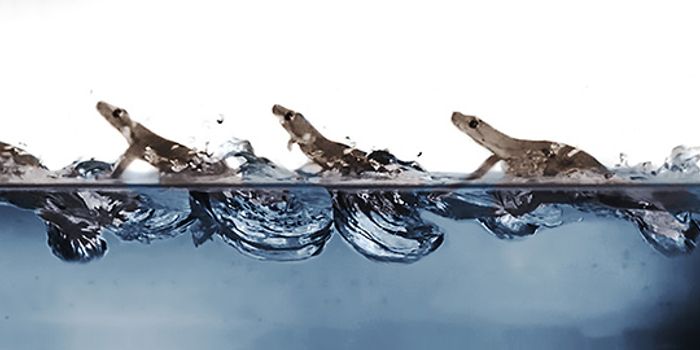 Geckos Can Run Across Water, New Study Investigates How