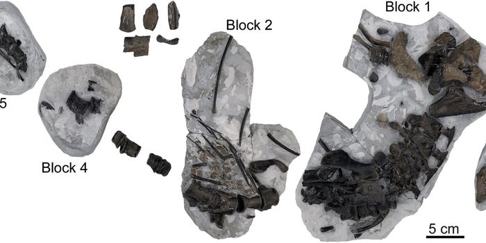 Oldest ancient 'marine crocodile' found off the UK Coastline