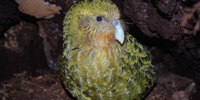 New Zealand's Kakapo Parrot Sees Best Breeding Season on Record