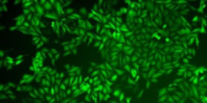 Drug Slows Cancer's Circadian Clock