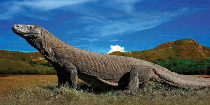 The Komodo's toxic blood