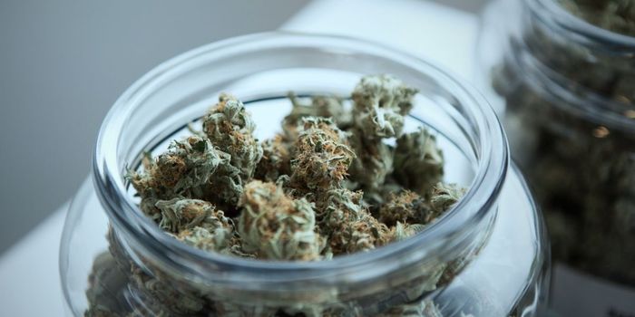 Why Cannabis Makes Some Feel Good and Others Paranoid