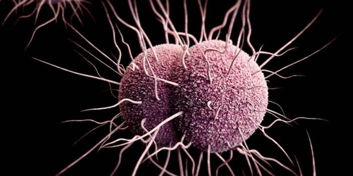 Microbes Create an Electrical Grid in Nature