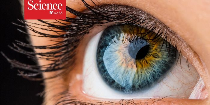 A New Look at the Role of Cone Cells of the Eye